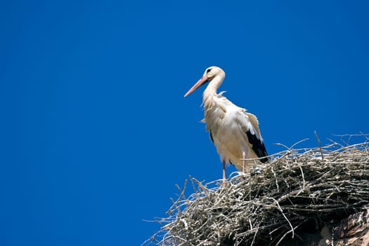 White stork in the nest