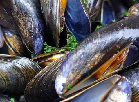 Mussel