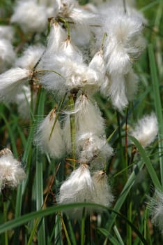 Cotton grass