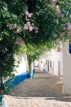Blossoms,Portugal