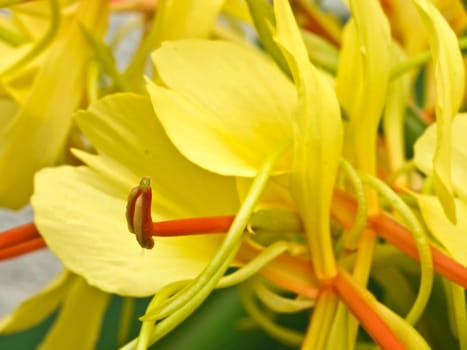 Turmeric Curcuma