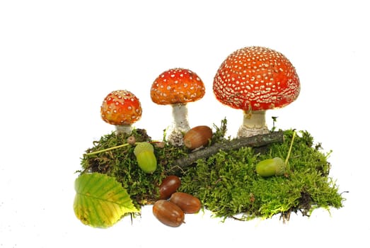 Toadstools