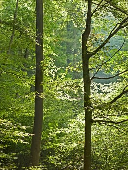 Deciduous forest