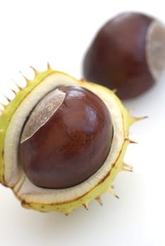 Sweet Chestnut 02