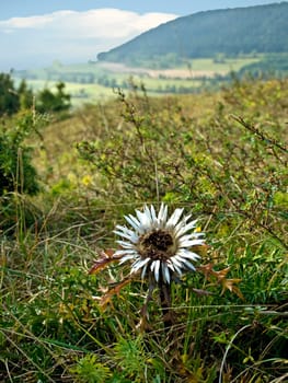 Silver Thistle,Carlina acaulis