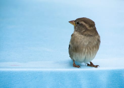 Small bird on a table