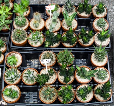 Assortment of cacti for sale
