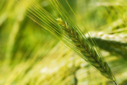 barley
