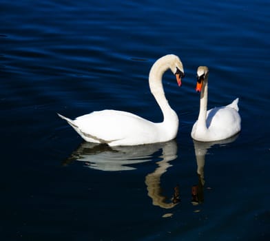 Pair of swans floating on a pond