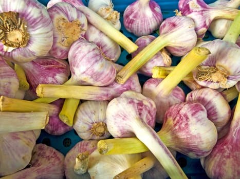 Garlic