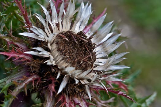 Silver Thistle