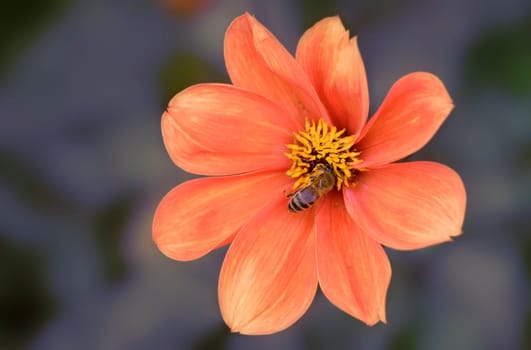 Dahlia with bee