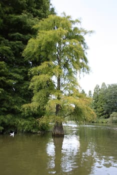 Tree in water
