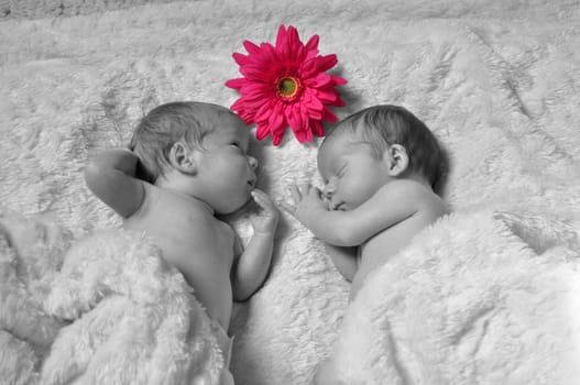 Twins