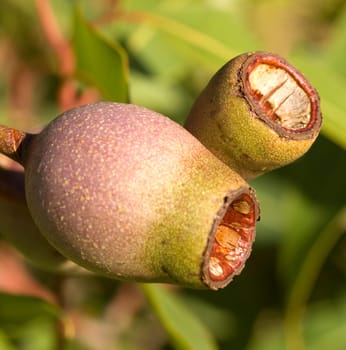 Australian eucalyptus corymbia summer red gum nuts