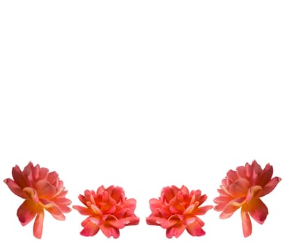 beautiful rose flowers border