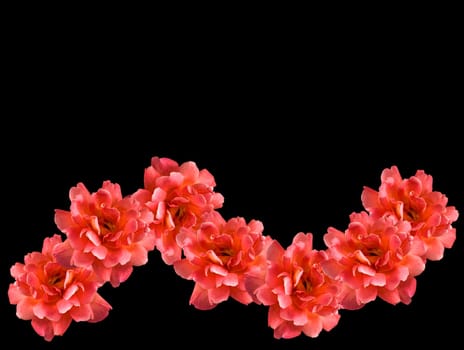 rose lei black background
