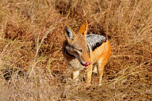 Saddle-backed jackal,Canis mesomelas