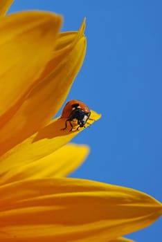 Ladybug on yellow sunflower