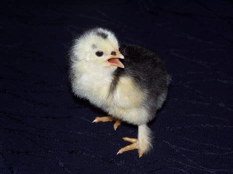 Little chick with big beak