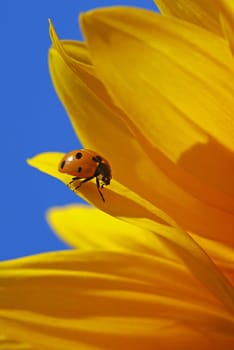 Ladybug on yellow sunflower