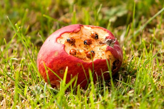 Apple with ladybugs