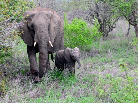 Elephant with cub