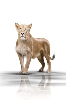 Lion 002