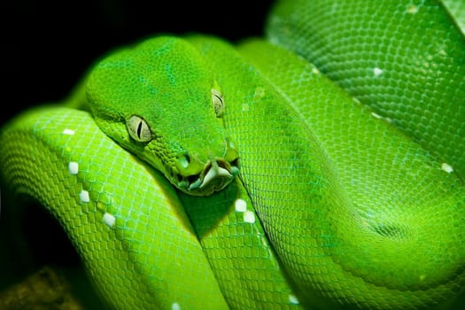 Snake 001wd80
