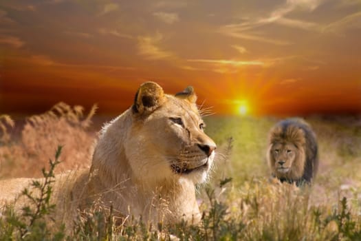 Lion 003wd94
