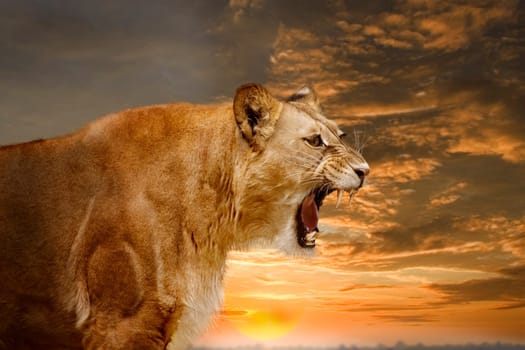 Lion 001wd83