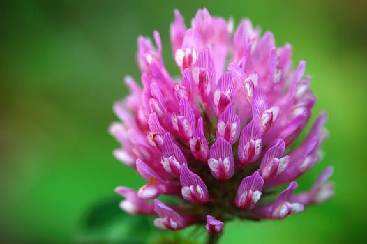 Clover Blossom