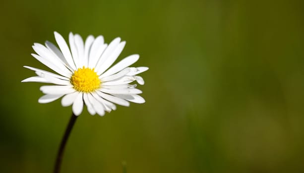 daisy