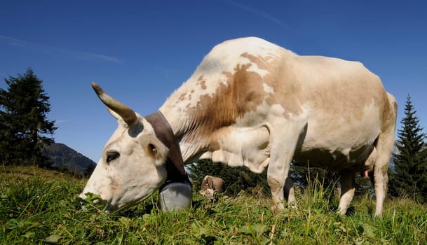 Grazing Cow