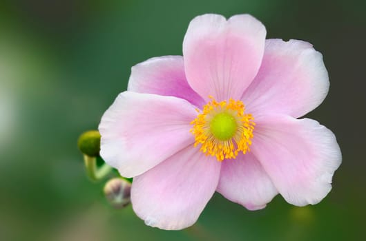Autumn Anemone Rose