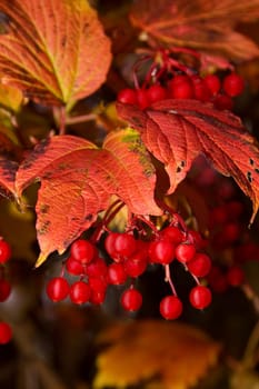 Autumn wd4