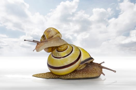 two snails wd6