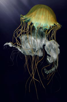 Jellyfish wd12