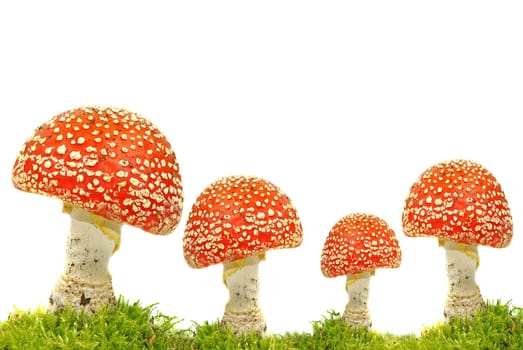 Four toadstools