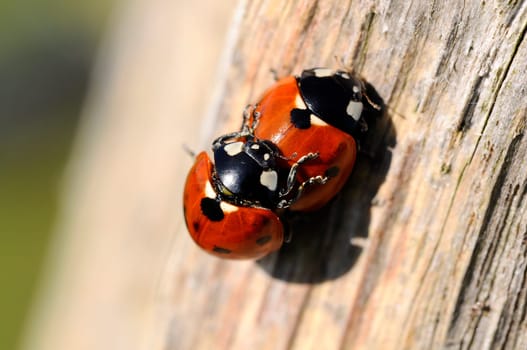 Ladybugs - Coccinellidae - Pair