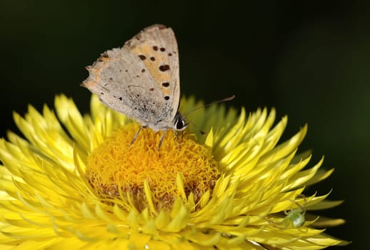 small fire butterfly,immortelle