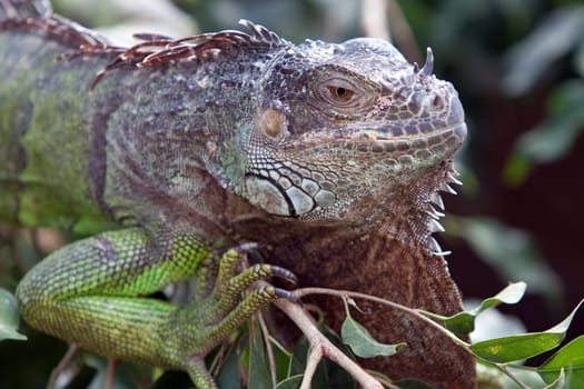 Green Iguana