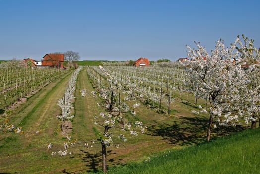 Fruit farm in the Altes Land