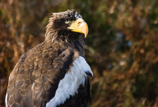 Stellers Sea Eagle with autumn background