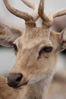 Portrait of deer