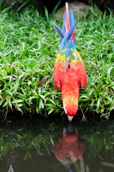 Parrot drinking