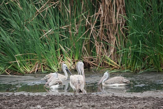 Pelicans among the reeds