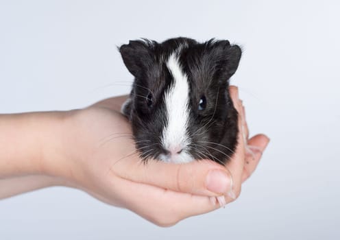 Guinea pig cub