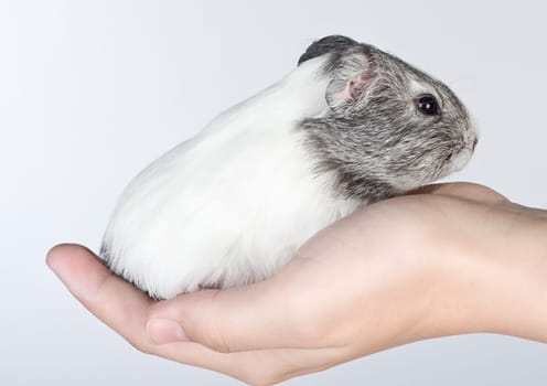 Guinea pig cub