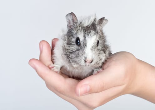 Guinea pig cub
